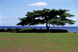 Arbre;-Archipel-des-Comores;-France;-Kaleidos;-Kaleidos-images;-La-parole-à-limage;-Laurent-Abad;-Mayotte;-Mer;-Muret;-Nature;-Océan-Indien;-Paysage;-Pelouse;-Stories-Pictures